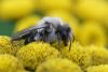 Andrena vaga